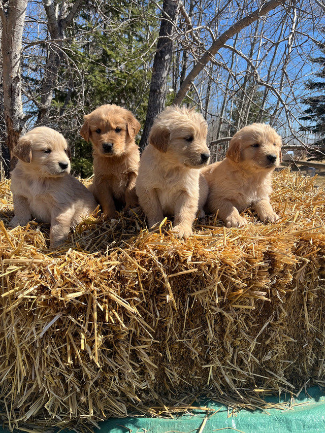 Golden Retriever Puppies  in Dogs & Puppies for Rehoming in Edmonton - Image 4