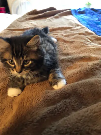 chaton a vendre , View more