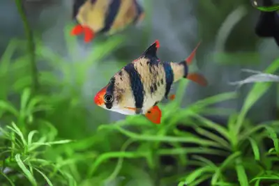 These Barbus fish are a vibrant addition to any aquarium, known for their active swimming and striki...