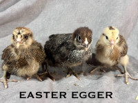 EASTER EGGER PULLETS (female) CHICKS GUARANTEED READY TODAY!
