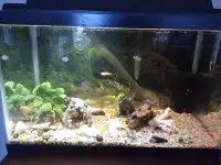 Aquarium en excellent état. 10 gallons, établi depuis 2 ans;