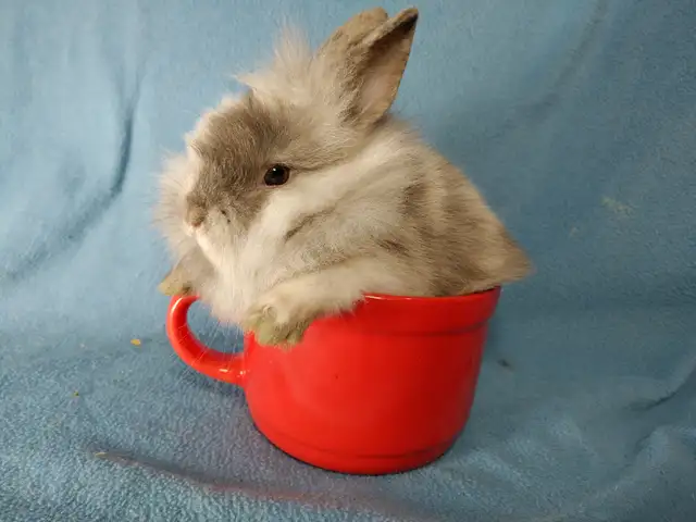 EXTRAORDINARY Lionhead, Netherland dwarf, Holland lop bunnies in Small Animals for Rehoming in Ottawa - Image 11