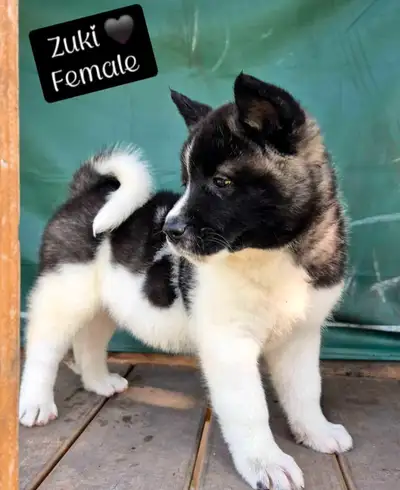4 American Akita Puppies Left!!, View more