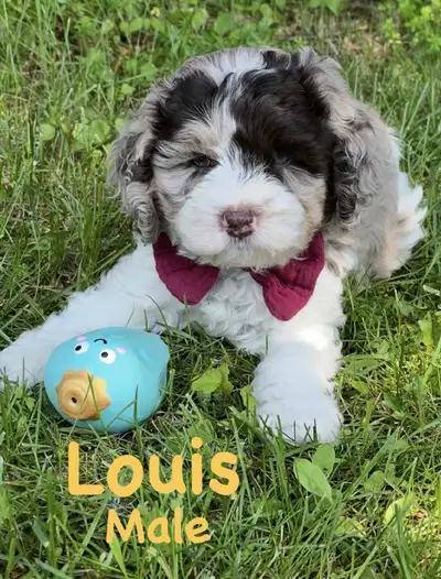 Magnifique Chiots Shihpoo a vendre (RARE)❤❤, View more