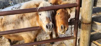 Hercules and Hilda need Your family., View more
