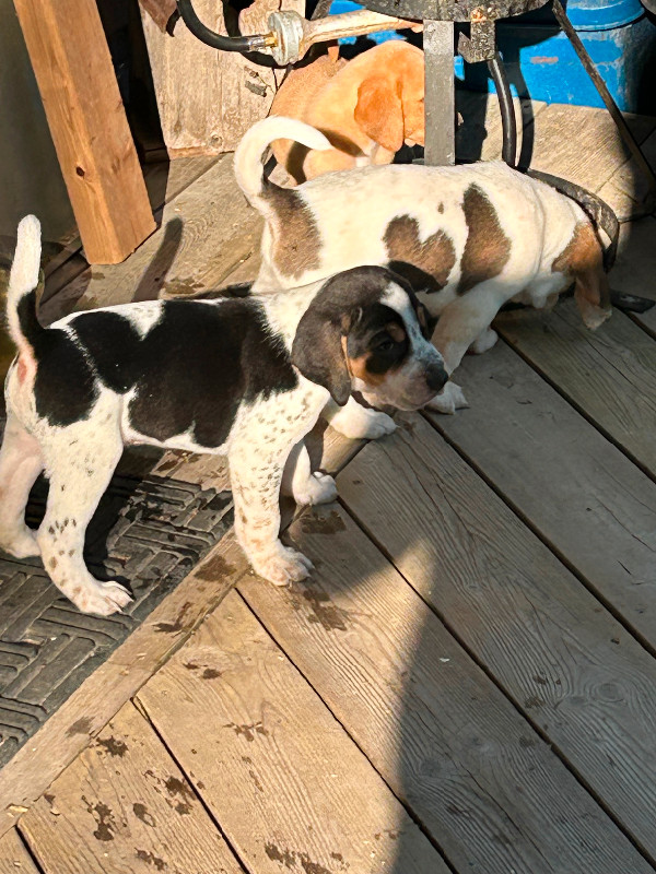 Bluetick Walker mix and Black and Tan Walker mix hound puppies Dogs