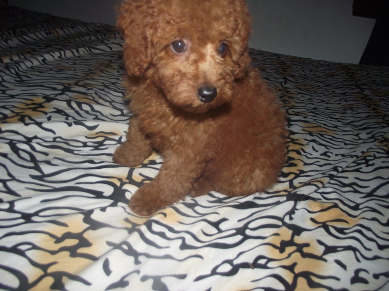 CKC MINI & TOY POODLES Dogs & Puppies for Rehoming Moncton Kijiji