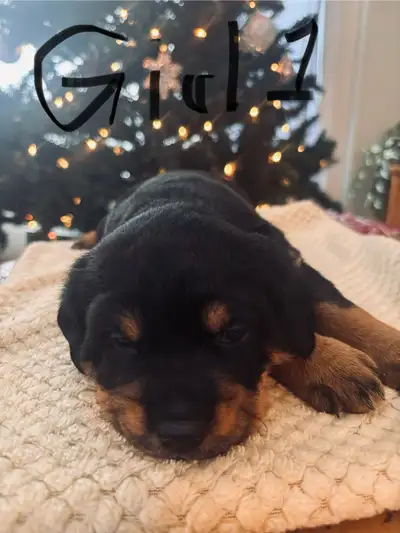 ✨ Rottweiler / Rottweiler–GSP Puppies – Ready Jan 12! ✨, View more