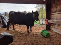 Jersey x Angus Milk cow for sale or trade