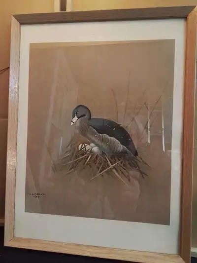 Framed bird print by F. Lansdowne, 1957, View more