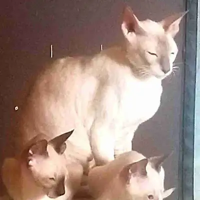 chatte rex cornish, View more