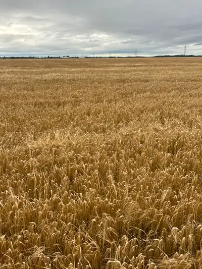 Looking to rent farmland for the upcoming 2026 season, Springfield, Tache and surrounding areas. Wil...