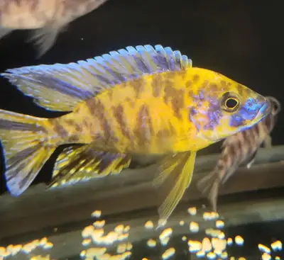 OB peacock cichlids juvies 1.5" $1 each, View more