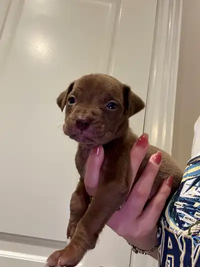 Pitbull Puppies, View more