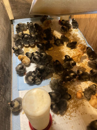****SOLD**** more coming soon Barred rock CHICKS