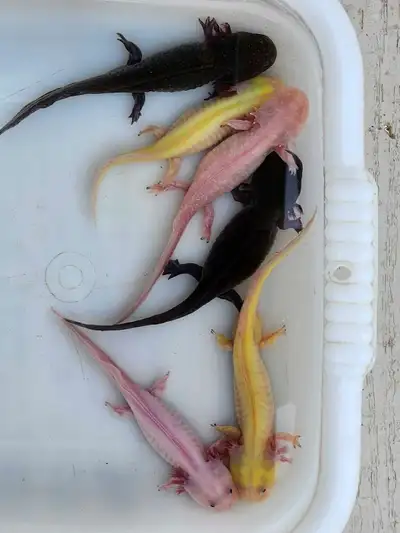 Axolotls of all sizes from 1 inch up to 8 inches long available for adoption. $40 for albino (white/...