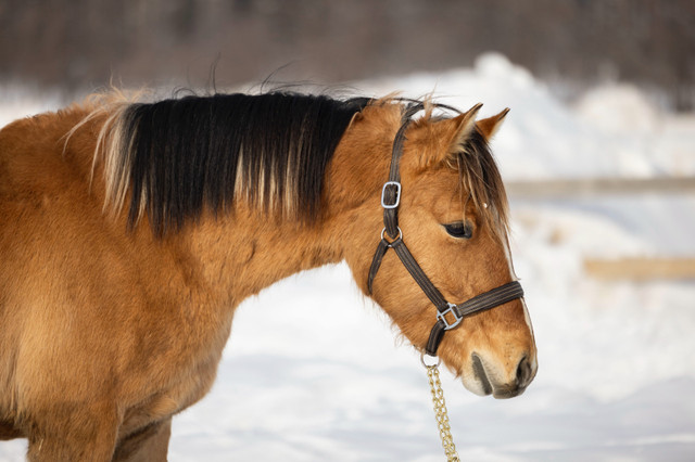 Large poney dans Chevaux et poneys à adopter  à Ville de Québec - Image 2