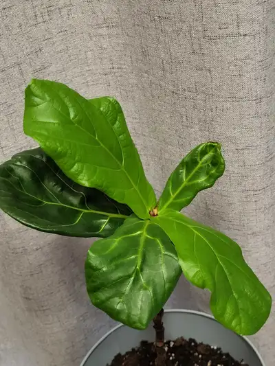 Fiddle Leaf Fig, View more