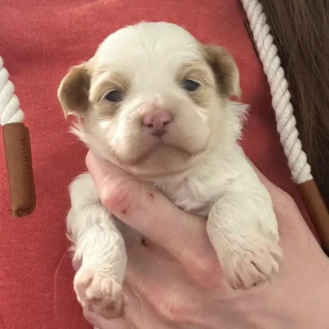 ✨ Highly Anticipated Litter – Applications Now Open! ✨ in Dogs & Puppies for Rehoming in Edmonton - Image 4