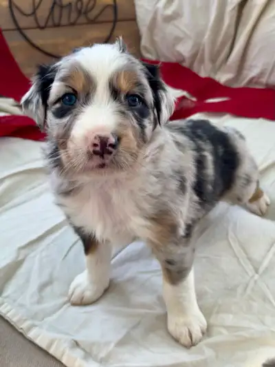 5 Australian Shepherd pups, View more