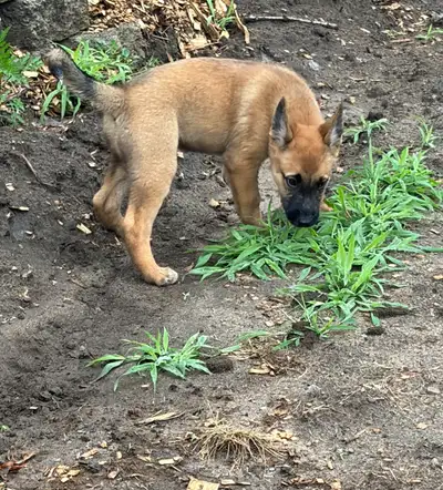 READY TO GO!! 1 LEFT German Shepherd x Heeler Pups, View more