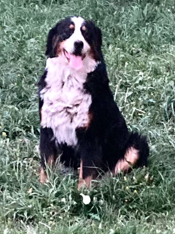Young Adult F Bernese Mountain Dog  in Dogs & Puppies for Rehoming in Calgary