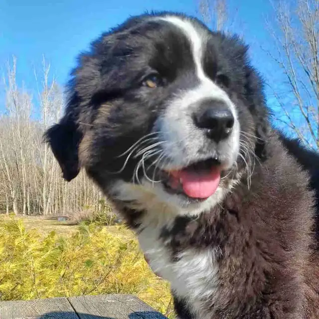 Large breed puppies NEW PRICE in Dogs & Puppies for Rehoming in Norfolk County - Image 5