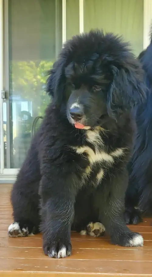 Bonjour. Il ne reste qu'une femelle Bernefies disponibles pour adoption. Déjà propre, chiens excepti...
