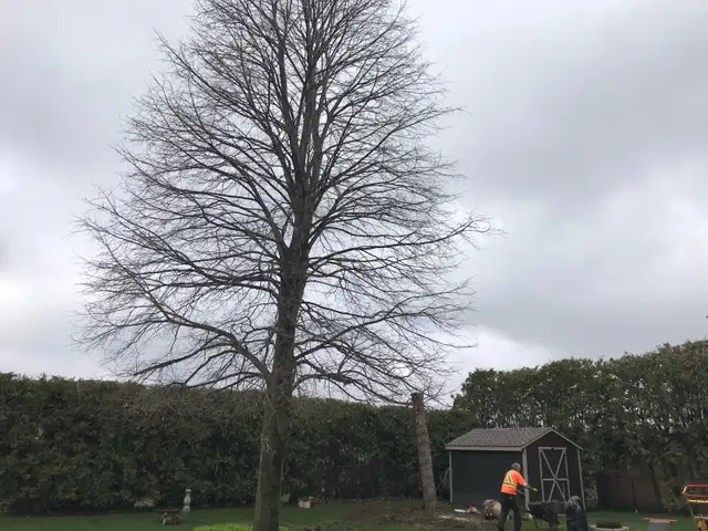 tree trimming and removals / stump grinding 63009266595971121