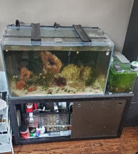 Rimless Ultra Clear Glass Aquarium