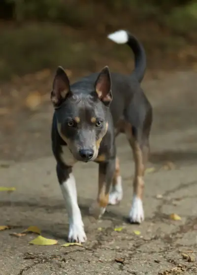 CKC Rat Terrier Puppies, View more