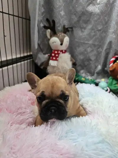 mini bouledogues français, View more