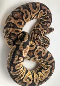 Pastel Yellow Belly 50% Het Hypo -Female -Ball Python