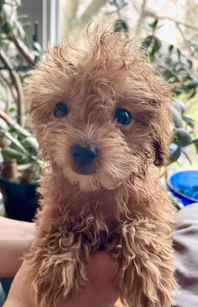 Maltipoo Puppy, View more