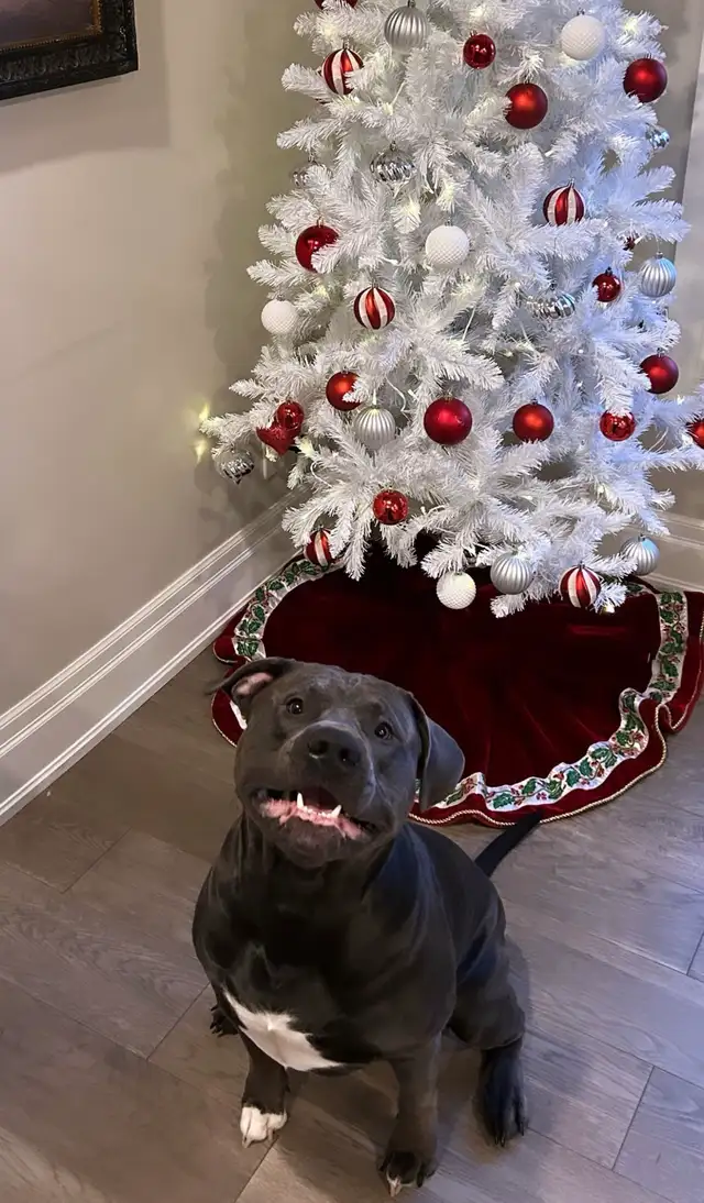 !!!!! 4 year old male beautiful dog !!!!!  (URGENT) in Dogs & Puppies for Rehoming in Markham / York Region - Image 3