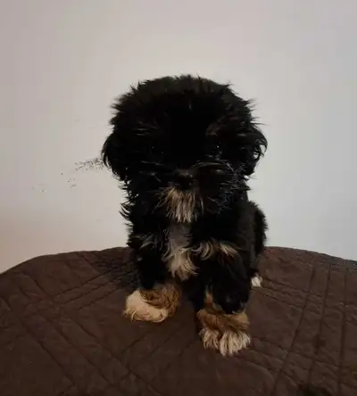 10 week old shihtzu puppies, View more