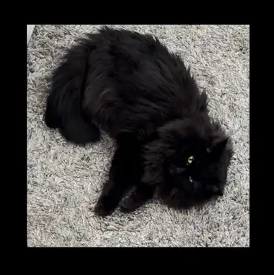 Rehoming required, View more