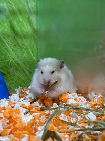 Hamster and all supplies for rehoming, View more
