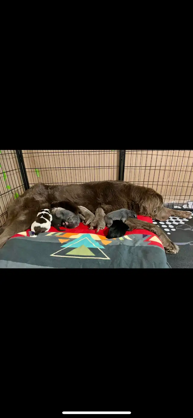 Chiots Terre-Neuve in Dogs & Puppies for Rehoming in West Island - Image 7