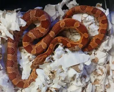 yearling corn snakes, View more