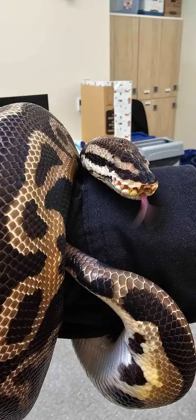 Male and Female Ball Python with stackable tanks & necessities, View more