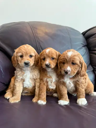 Poodle x puppies, View more
