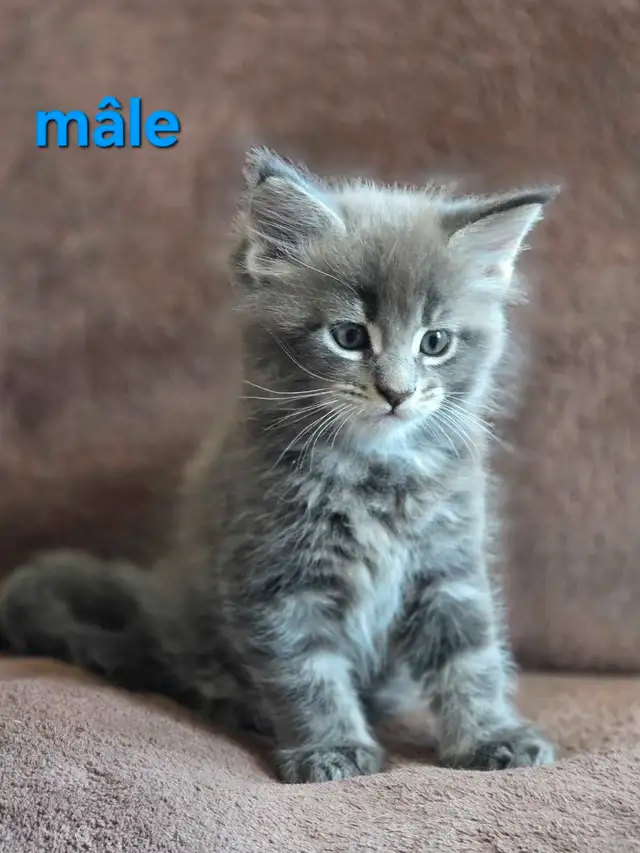 Maine coon chatons