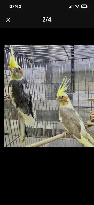 Couple de Cockatiels prouvés, View more