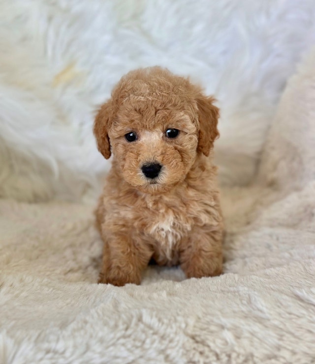 Teddy bear Maltipoo Puppies 1215 lbs, one year health guarantee Dogs