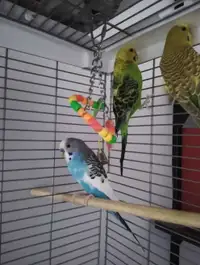 3 budgies and cage