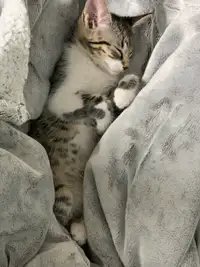 Sweet Male Kitten 