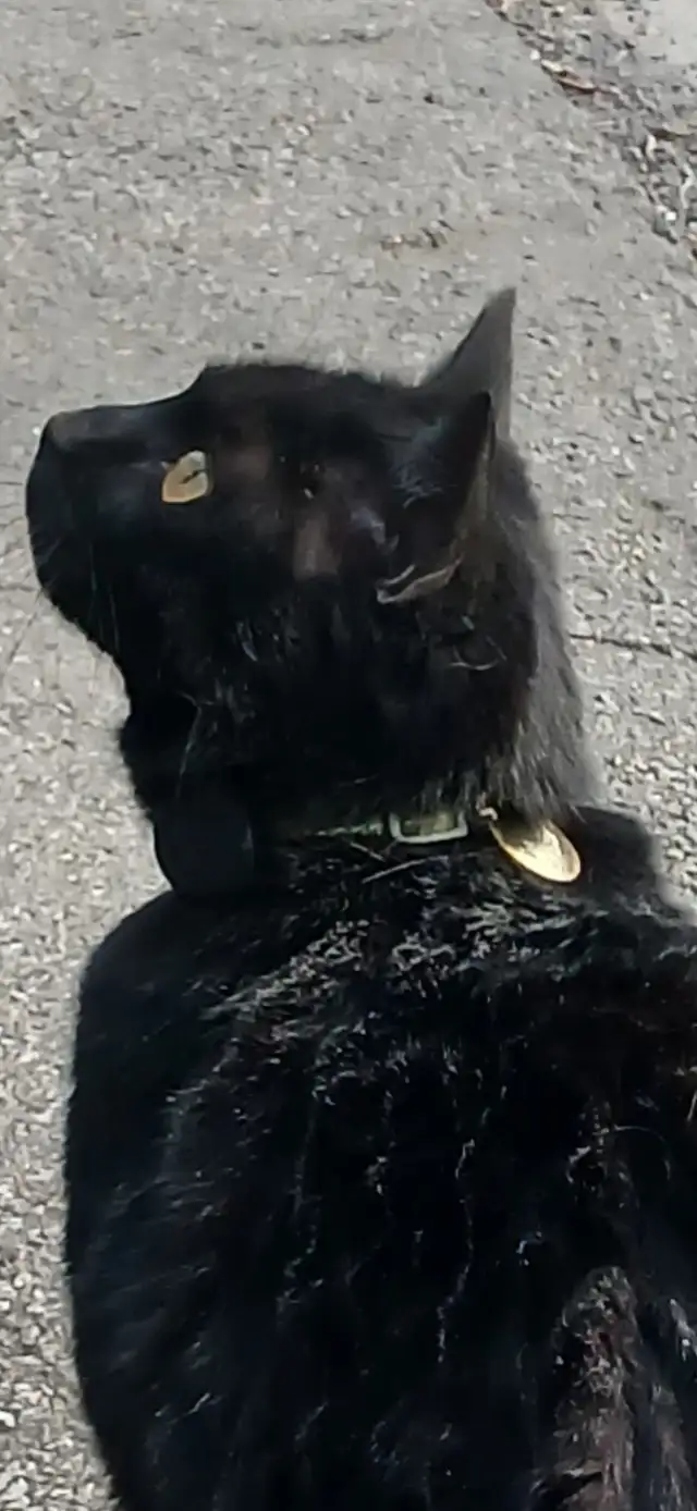 Lost black cat Found433897187857541122
