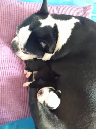 Boston Terrier, voir ma vidéo., View more