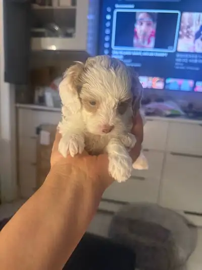 Maltipoo puppy  girl, View more